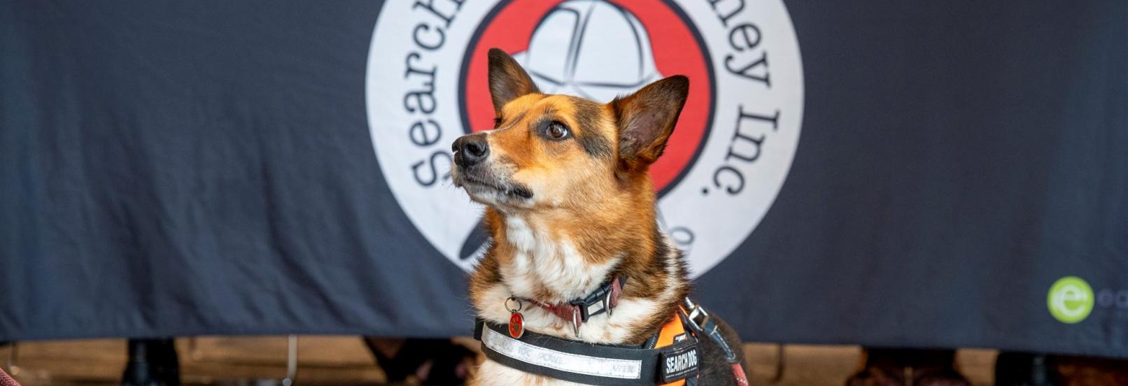 Search dog
