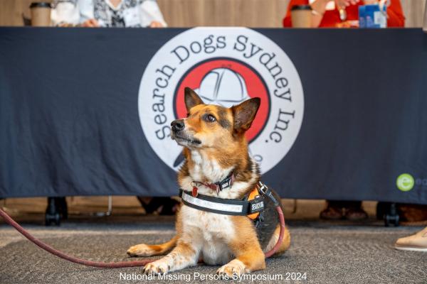 Search dog